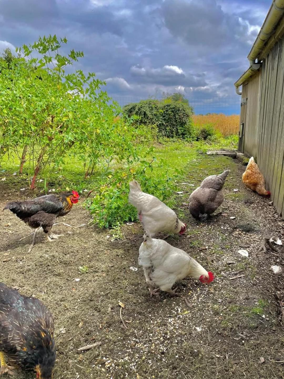 Gite Des Etourniaux La Poterie-Mathieu Exterior foto